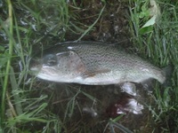 秩父フライフィールド 釣果