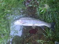 秩父フライフィールド 釣果