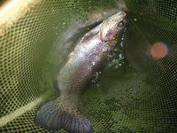 秩父フライフィールド 釣果