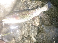 秩父フライフィールド 釣果