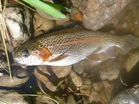 秩父フライフィールド 釣果