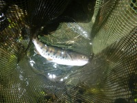 秩父フライフィールド 釣果