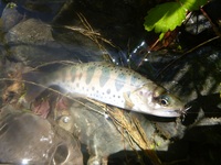 秩父フライフィールド 釣果