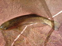 秩父フライフィールド 釣果