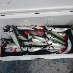 第二明康丸 釣果