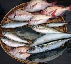 はじめ丸 釣果