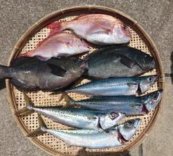 はじめ丸 釣果