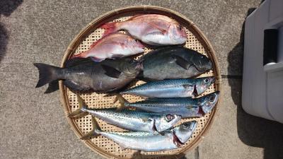 はじめ丸 釣果