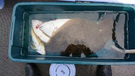 小樽港遊漁船SHAKE 釣果