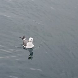 小樽港遊漁船SHAKE 釣果