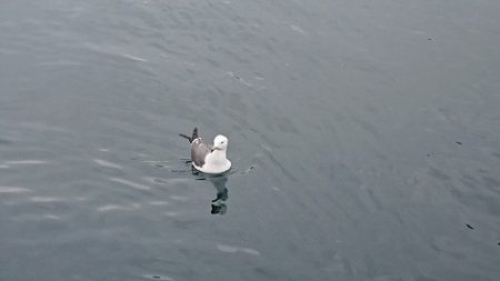 小樽港遊漁船SHAKE 釣果