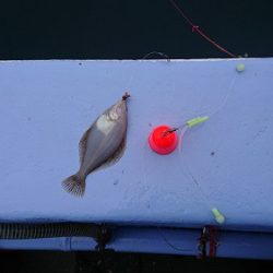 小樽港遊漁船SHAKE 釣果