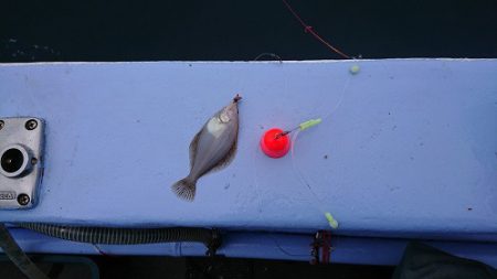 小樽港遊漁船SHAKE 釣果