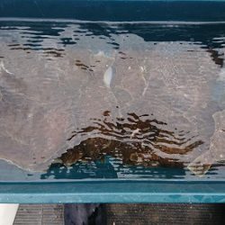 小樽港遊漁船SHAKE 釣果