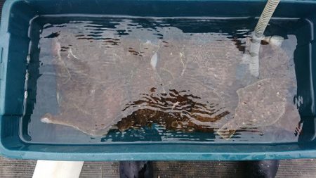 小樽港遊漁船ＳＨＡＫＥ 釣果