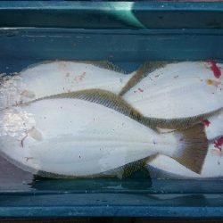 小樽港遊漁船SHAKE 釣果