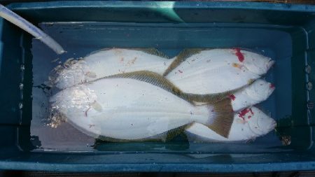 小樽港遊漁船SHAKE 釣果