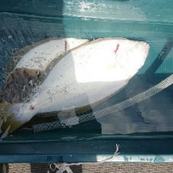 小樽港遊漁船SHAKE 釣果