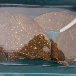 小樽港遊漁船SHAKE 釣果