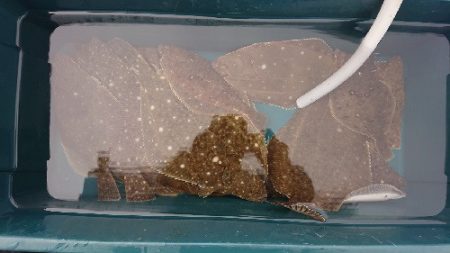 小樽港遊漁船SHAKE 釣果