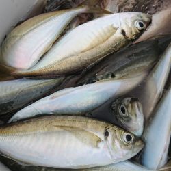 金沢八景鴨下丸 釣果