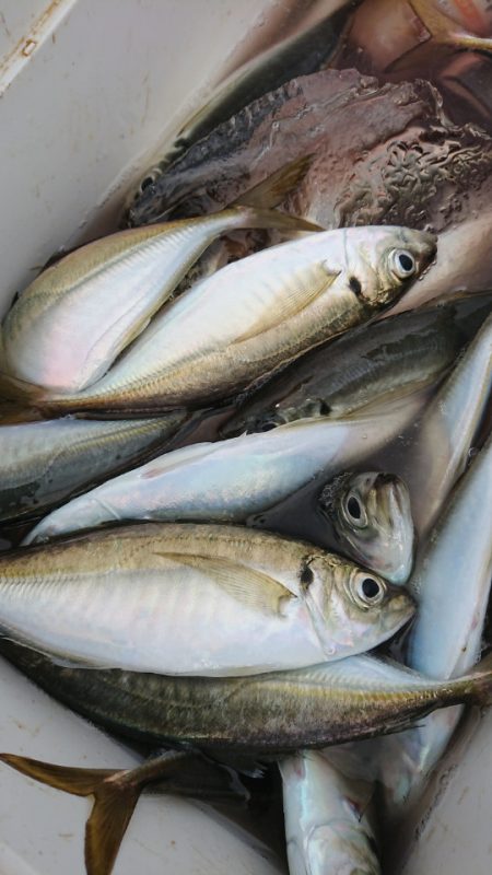 金沢八景鴨下丸 釣果