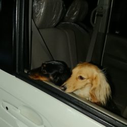 金沢八景鴨下丸 釣果