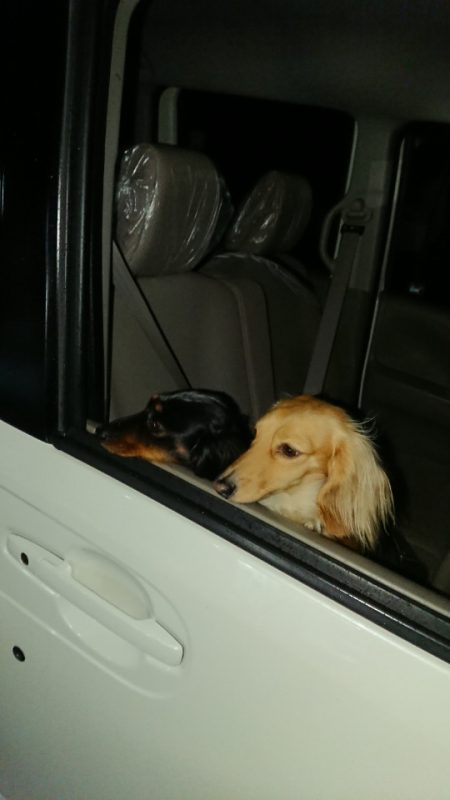 金沢八景鴨下丸 釣果