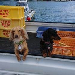 金沢八景鴨下丸 釣果