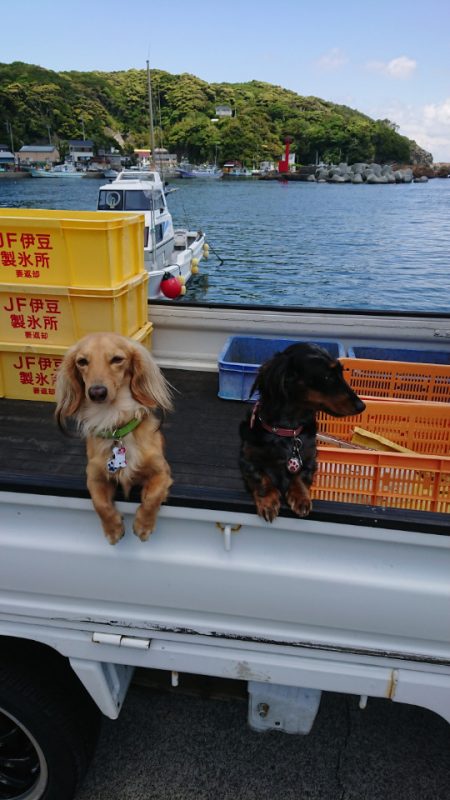 金沢八景鴨下丸 釣果