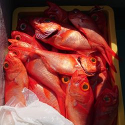 金沢八景鴨下丸 釣果