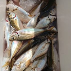 金沢八景鴨下丸 釣果