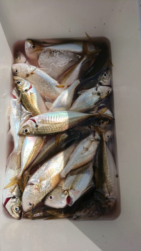 金沢八景鴨下丸 釣果