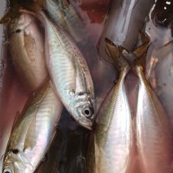 金沢八景鴨下丸 釣果