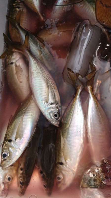 金沢八景鴨下丸 釣果