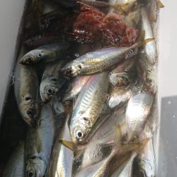 金沢八景鴨下丸 釣果