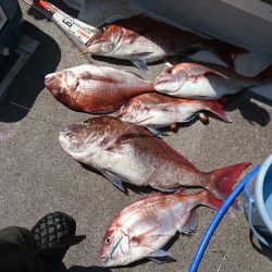 ARCADIAⅡ (アルカディアⅡ) 釣果