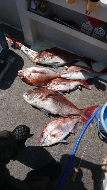 ARCADIAⅡ (アルカディアⅡ) 釣果