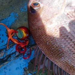 だて丸 釣果