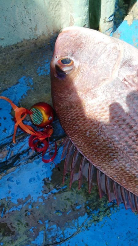 だて丸 釣果