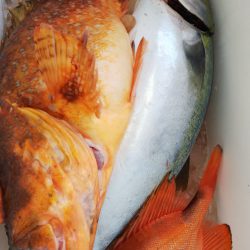 第二龍勢丸 釣果