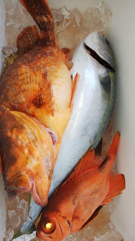 第二龍勢丸 釣果