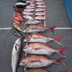 ARCADIAⅡ (アルカディアⅡ) 釣果