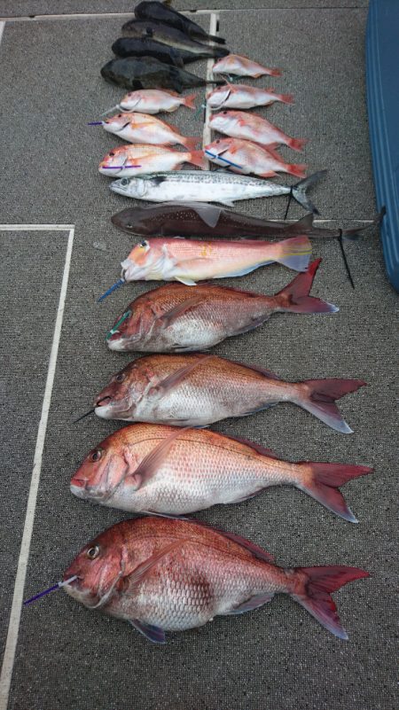 ARCADIAⅡ (アルカディアⅡ) 釣果