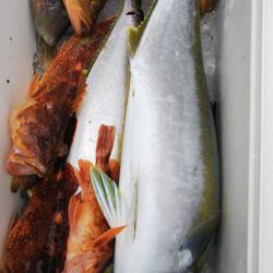 第二龍勢丸 釣果