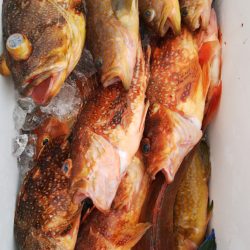 第二龍勢丸 釣果