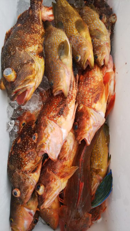 第二龍勢丸 釣果