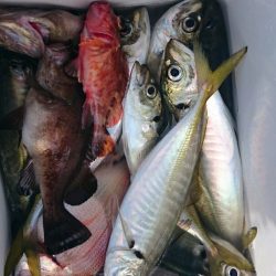 海龍丸（石川） 釣果