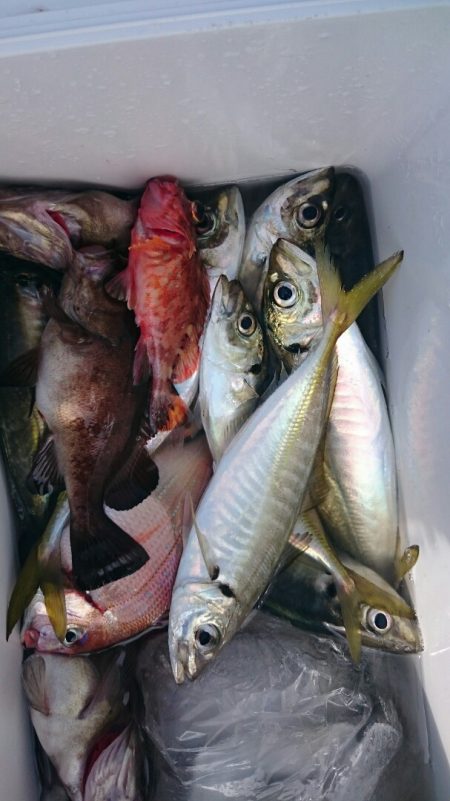 海龍丸（石川） 釣果
