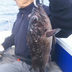 ブルドック 釣果